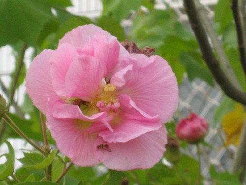 芙蓉