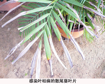 散尾葵叶