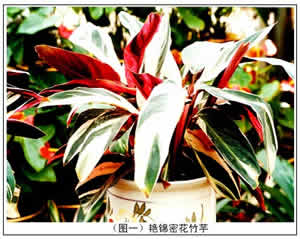 竹芋