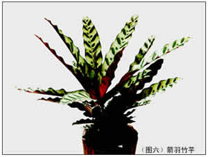 竹芋