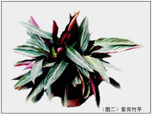竹芋