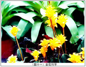 竹芋