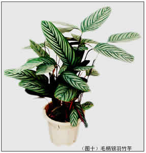 竹芋