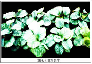 竹芋