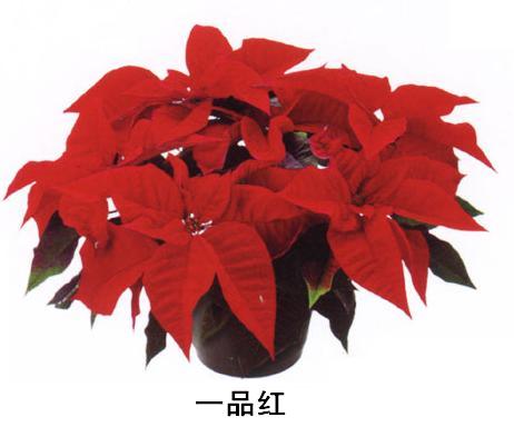 一品红