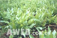 鲁梅克斯