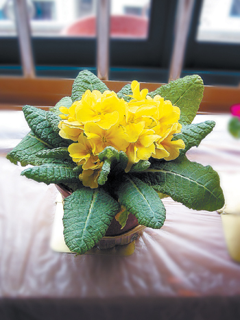 报春花