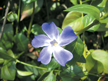 花卉