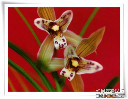 兰花