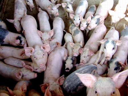 图②为思阳镇肉猪满栏真热闹。