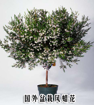 花卉