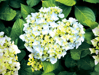 八仙花