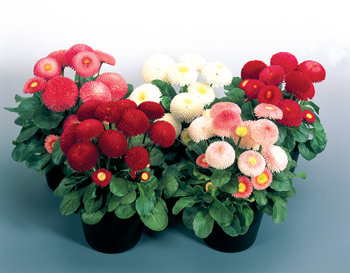 雏菊