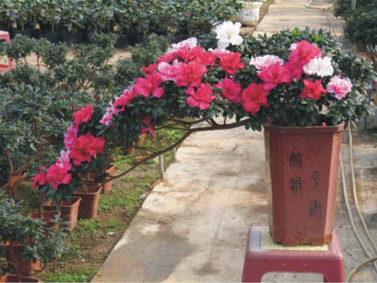 杜鹃