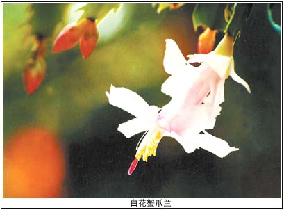 蟹爪兰