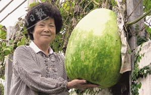 云林民众种出超大瓠瓜