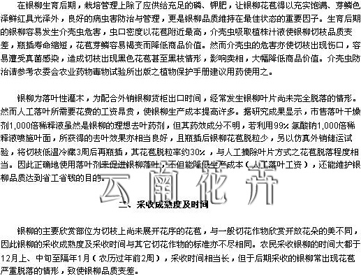 银柳