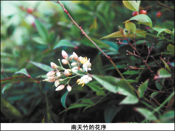 南天竹