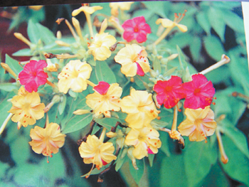 花卉