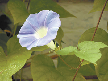 花卉