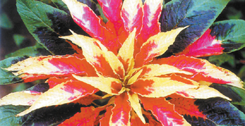 花卉