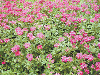 花卉