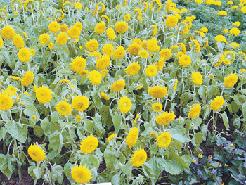 花卉