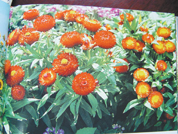 花卉