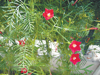 花卉