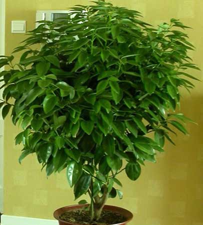 花卉