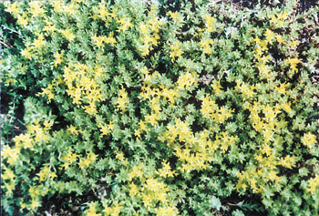 花卉
