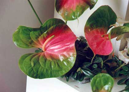花卉