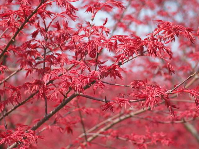 花卉