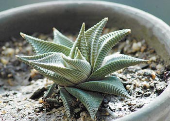 栽种    十二卷(haworthia)也称瓦苇,百合科,十二卷属多肉植物的总称