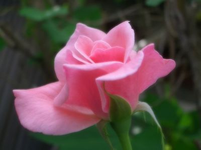花卉