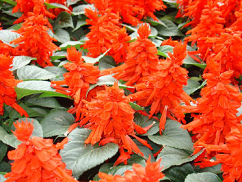 花卉