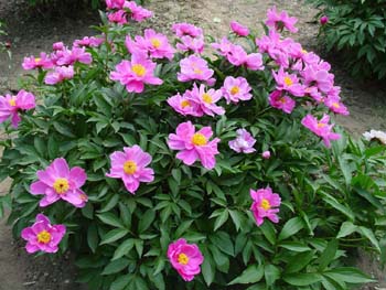 花卉