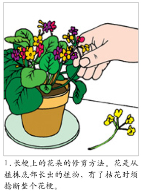 盆花修剪三法