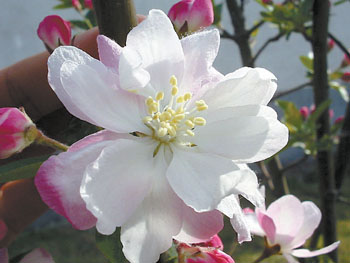 花卉
