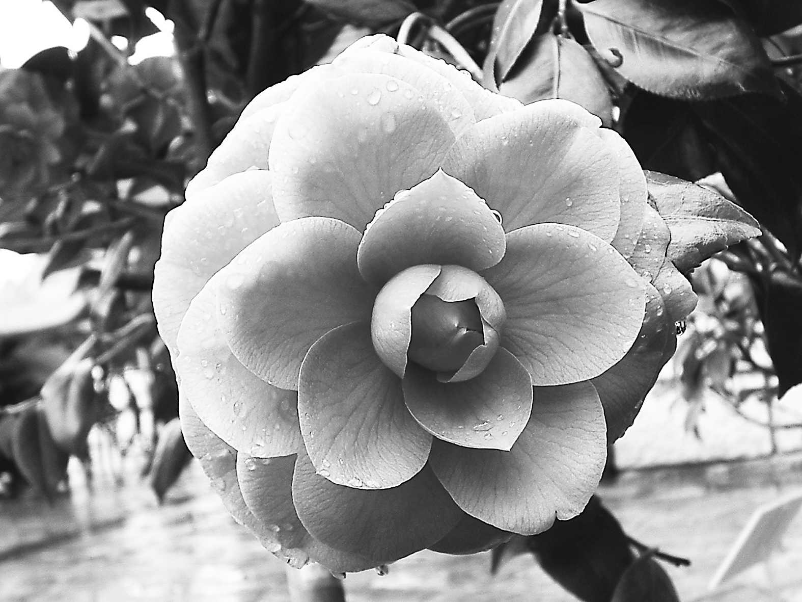 花卉