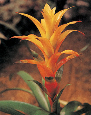 花卉