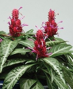 花卉