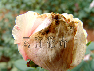 玫瑰