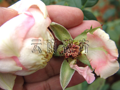 玫瑰