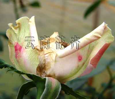 玫瑰