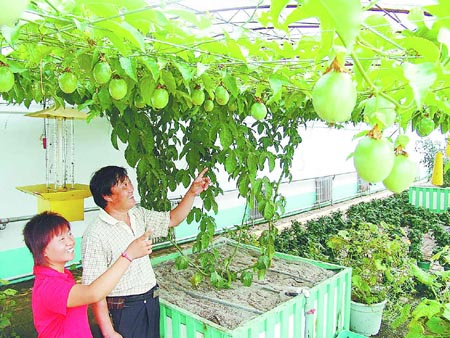 "百香果"在庞各庄试种成功(图)