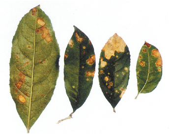 桂花常见叶部病害的发生及防治-实用技术-农博