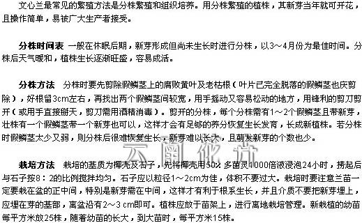 文心兰