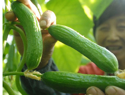 ,“哈研一号”纯雌性水果型黄瓜
