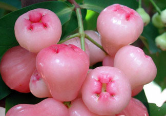 中国果菜无公害十强县-徐闻